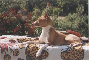 This Basenji is our Anubi. Basenjis like this were already venerated in ancient Egypt.