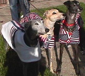 USA Greyhounds