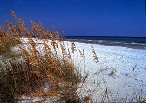 beach scene