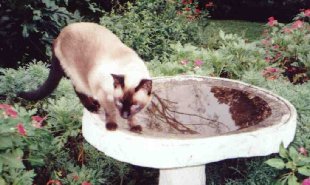 Pergamond in the bird bath