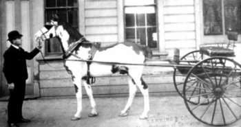 Photo of Man with Horse and Sulky