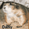 Daisy