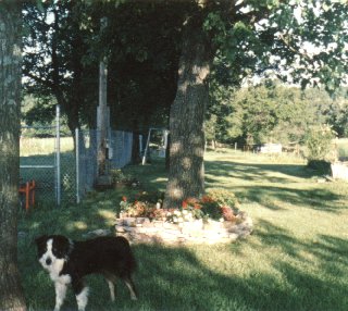 Bob (the dog) in the yard