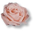 pinkrose