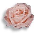 pinkrose