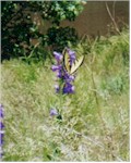 Butterfly beside the Colorado River