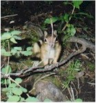 Trailside beggar: Will pose for food