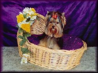 Melanie in Basket