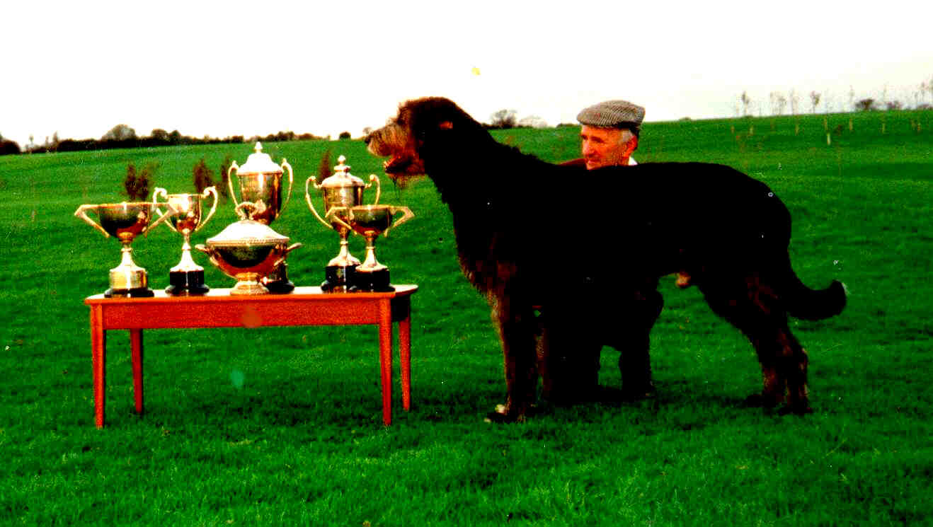 Capitan of Shantamon (Nutstown Irish Wolfhound)