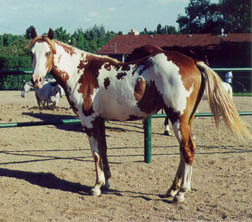 Georgia as a yearling