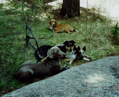 Luckily, only one of them is mine--they are Sylvie, Dixie, Early, and Freya