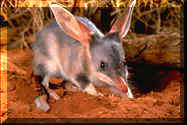 bilby2.jpg (7547 bytes)