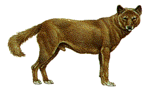 dingo.gif (23743 bytes)