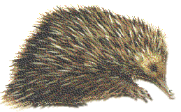 echidna.gif (23014 bytes)