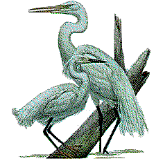 egrets.gif (15304 bytes)