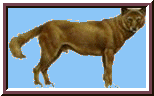 dingo.GIF (6292 bytes)