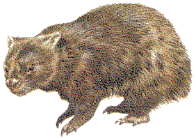 wombat.gif (19414 bytes)