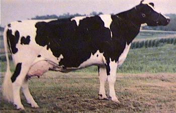 Holstean Cow