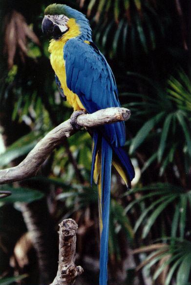 Macaw