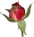 rose.gif