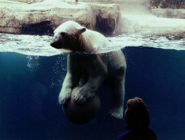 Polar Bear