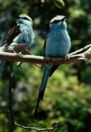 Racquet Tailed Roller