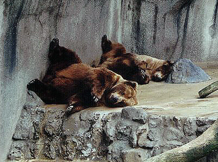 Alaskan Brown Bears