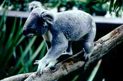 koala