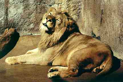 Lion