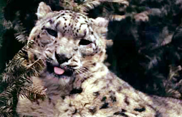 snow leopard