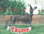 Click here to see more of Tayzer!