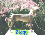 Click here to see more of Ziggy