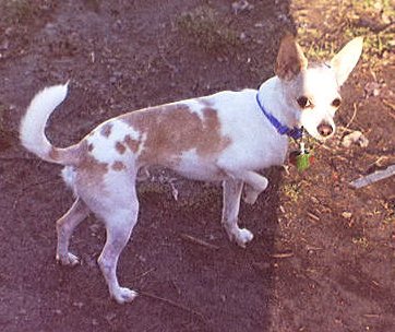 Bobby in the yard.