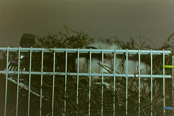 Manda  in the Hay Rack