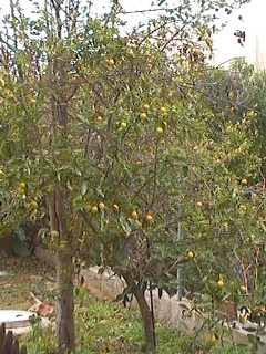 lemonquat tree