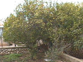 lemon tree