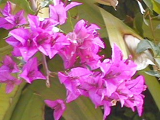 purple flowers