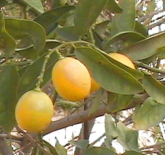 lemonquats