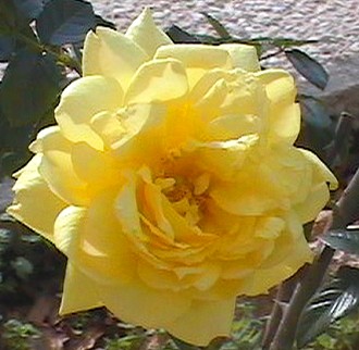 yellow flower