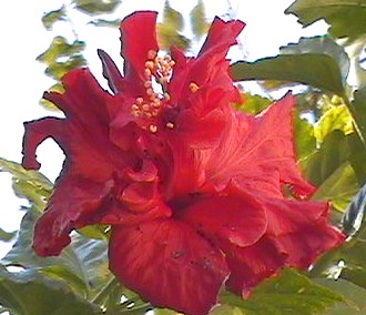 red flower