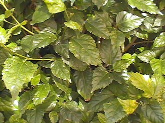 leaves