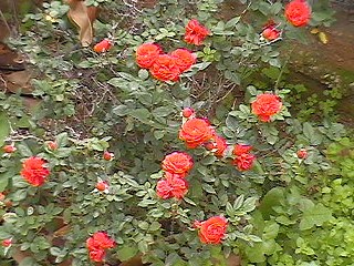 flowers on the bush