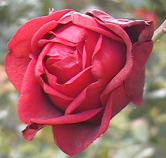 a rose