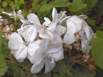 white flowers