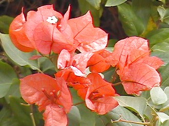 orange flowers