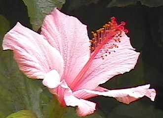 pink flower