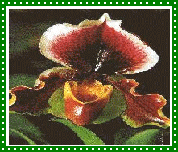 ORQUIDEA PAISA