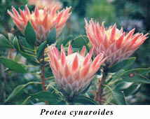 Protea