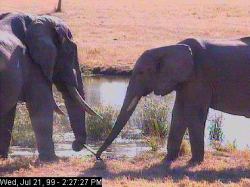 Waterhole Picture