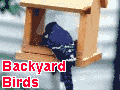 Backyard Birds